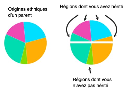 pie charts with gray halves