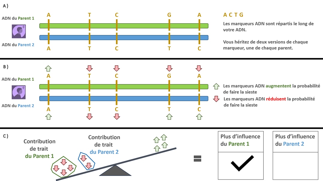 Figure&nbsp;3. Cette illustration montre comment AncestryDNA sépare votre ADN en deux moitiés héritées respectivement de chacun de vos parents et détermine lequel des deux a eu la plus grande influence. A) Les deux barres d’ADN horizontales illustrées sont divisées en deux moitiés. La barre verte en haut représente l’ADN hérité du Parent 1, tandis que la barre bleue en bas représente l’ADN hérité du Parent 2. Le long des deux barres, les lettres correspondant aux marqueurs d’ADN (A, T, C et G) apparaissent à des positions correspondantes, indiquant quelles variantes proviennent de chaque parent. B) Les mêmes barres d’ADN s’affichent à nouveau, avec des flèches rouges et vertes au-dessus de chaque marqueur. Les flèches vertes indiquent les variantes d’un marqueur d’ADN qui augmentent la probabilité d’expression du trait, tandis que les flèches rouges indiquent celles qui la réduisent. Ceci montre comment les marqueurs hérités de chaque parent influent sur le trait. C) Une balance permet de comparer la contribution globale du Parent 1 et celle du Parent 2. Un plus grand nombre de flèches vertes apparaissent du côté du Parent 1, faisant pencher la balance en sa faveur. À droite, les cases cochées indiquent que l’option «&nbsp;Influence plus forte du Parent 1&nbsp;» est sélectionnée, ce qui montre que le Parent 1 a un impact plus important sur le trait prédit.