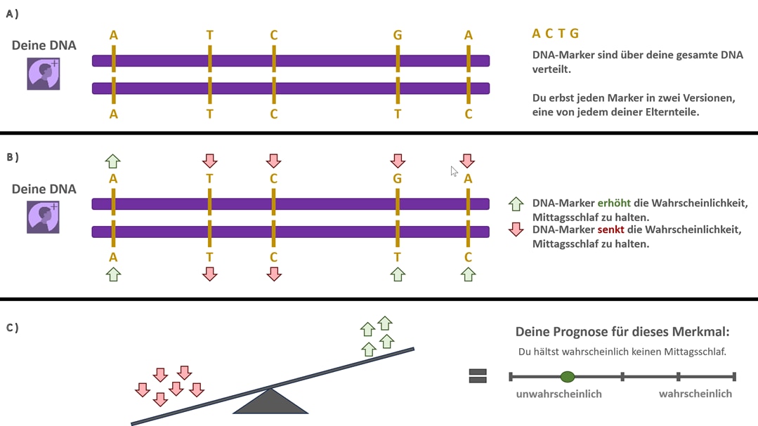 Abbildung 1. Diese Abbildung zeigt, wie AncestryDNA Ihre Merkmale mithilfe zahlreicher DNA-Marker vorhersagt. A) Zwei parallele violette DNA-Balken zeigen Sequenzen der DNA-Markerbuchstaben A, C, T und G, die die vier Nukleotidbasen Ihrer DNA (Adenin, Cytosin, Thymin und Guanin) repräsentieren. Die obere und untere Reihe zeigen die beiden Varianten jedes Markers, die Sie erben – eine von jedem Elternteil. B) Dieselben DNA-Balken erscheinen erneut, diesmal mit roten und grünen Pfeilen über jedem Buchstaben. Grüne Pfeile markieren Varianten eines DNA-Markers, die die Wahrscheinlichkeit des Merkmals erhöhen, rote Pfeile hingegen Varianten, die sie verringern. C) Eine Waage visualisiert, wie die kombinierte Wirkung aller Markervarianten Ihre vorhergesagte Merkmalsausprägung beeinflusst. Grüne Pfeile neigen dazu, die Wahrscheinlichkeit zu erhöhen, rote Pfeile hingegen zu verringern. Rechts zeigt ein horizontaler Vorhersagebalken an, wo Ihr Wahrscheinlichkeitswert zwischen „Unwahrscheinlich“ und „Wahrscheinlich“ liegt.