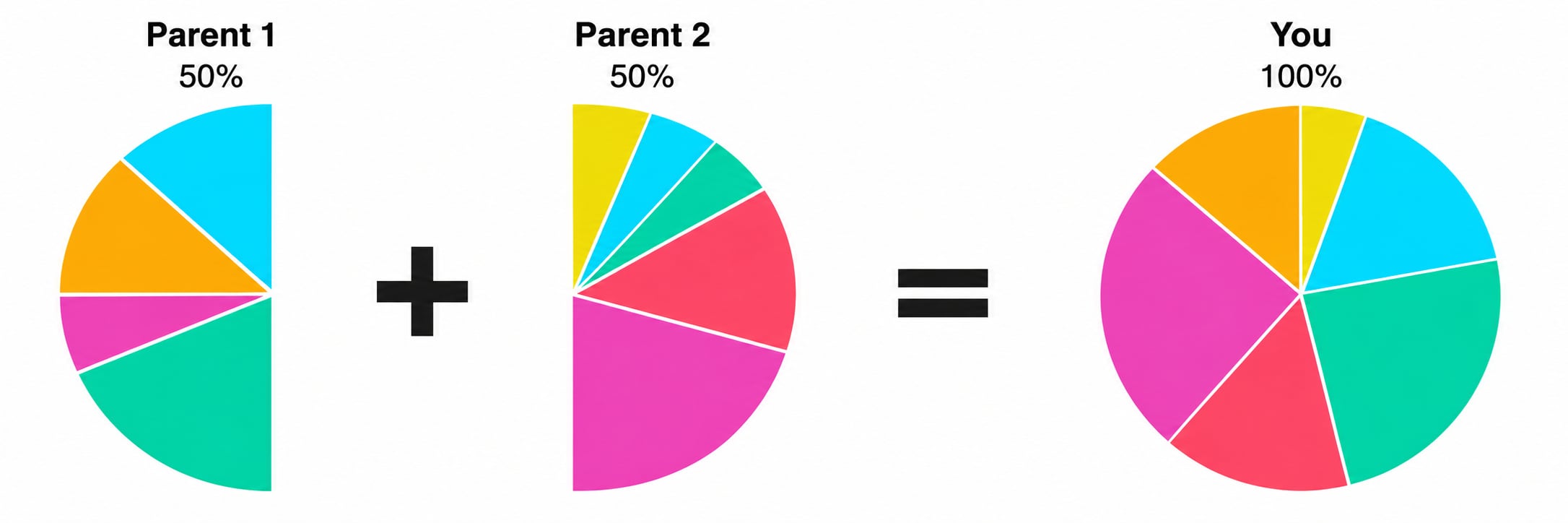 Diagram showing that each parent contributes 50% of your DNA, and together their DNA makes up 100% of your DNA, including the ancestral regions you inherited.