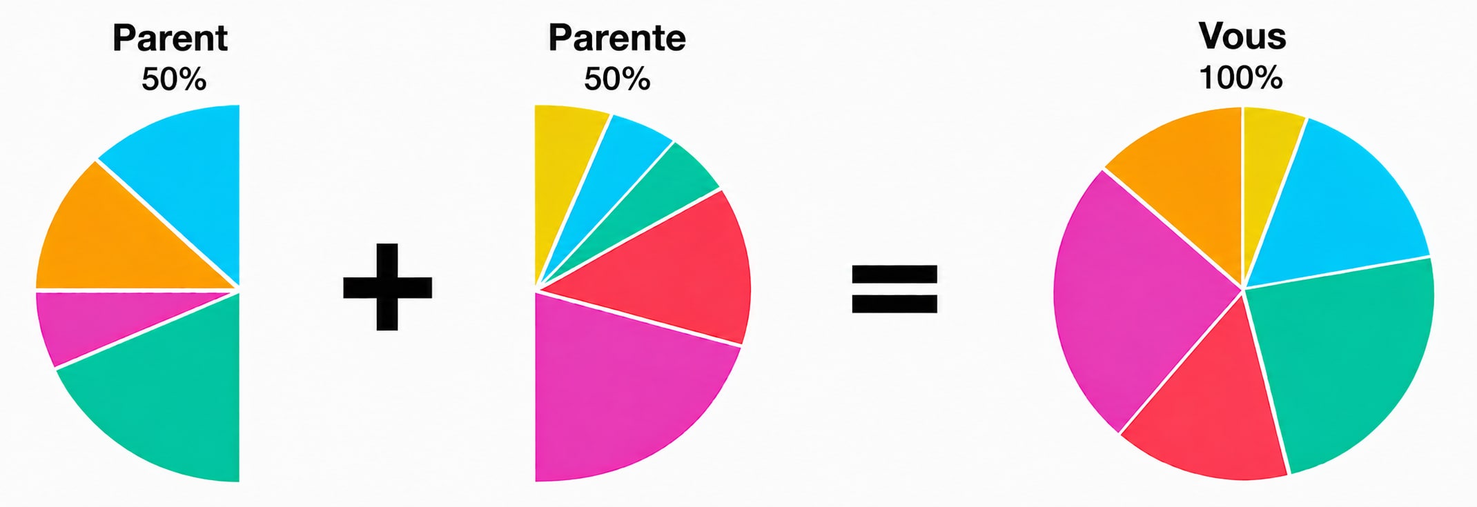 Diagramme illustrant que chacun de vos parents vous apporte 50 % de votre ADN et que, l’ADN de vos deux parents représente 100 % de votre ADN, y compris les régions ancestrales dont vous avez hérité.