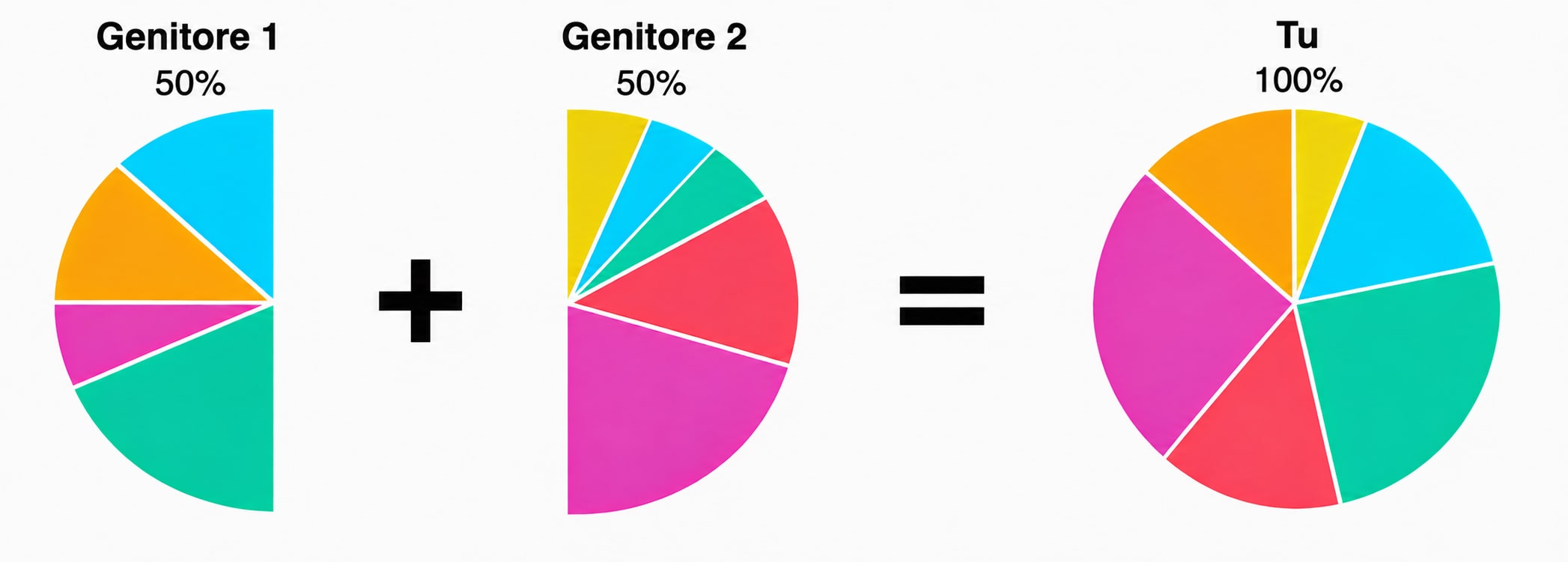 Il diagramma mostra che ciascun genitore contribuisce per il 50% al tuo DNA e che il loro DNA, insieme, costituisce il 100% del tuo DNA, incluse le regioni ancestrali che hai ereditato.