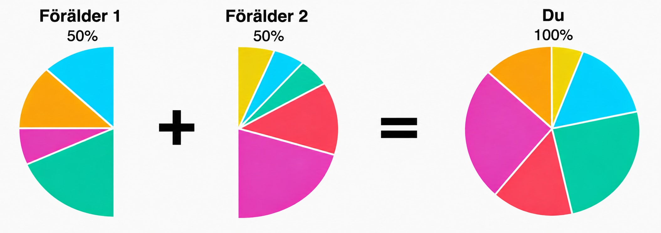 Diagram som visar att varje förälder bidrar med 50 % av sitt DNA och tillsammans utgör deras DNA 100 % av ditt DNA, inklusive de härkomstregioner som du ärvt.
