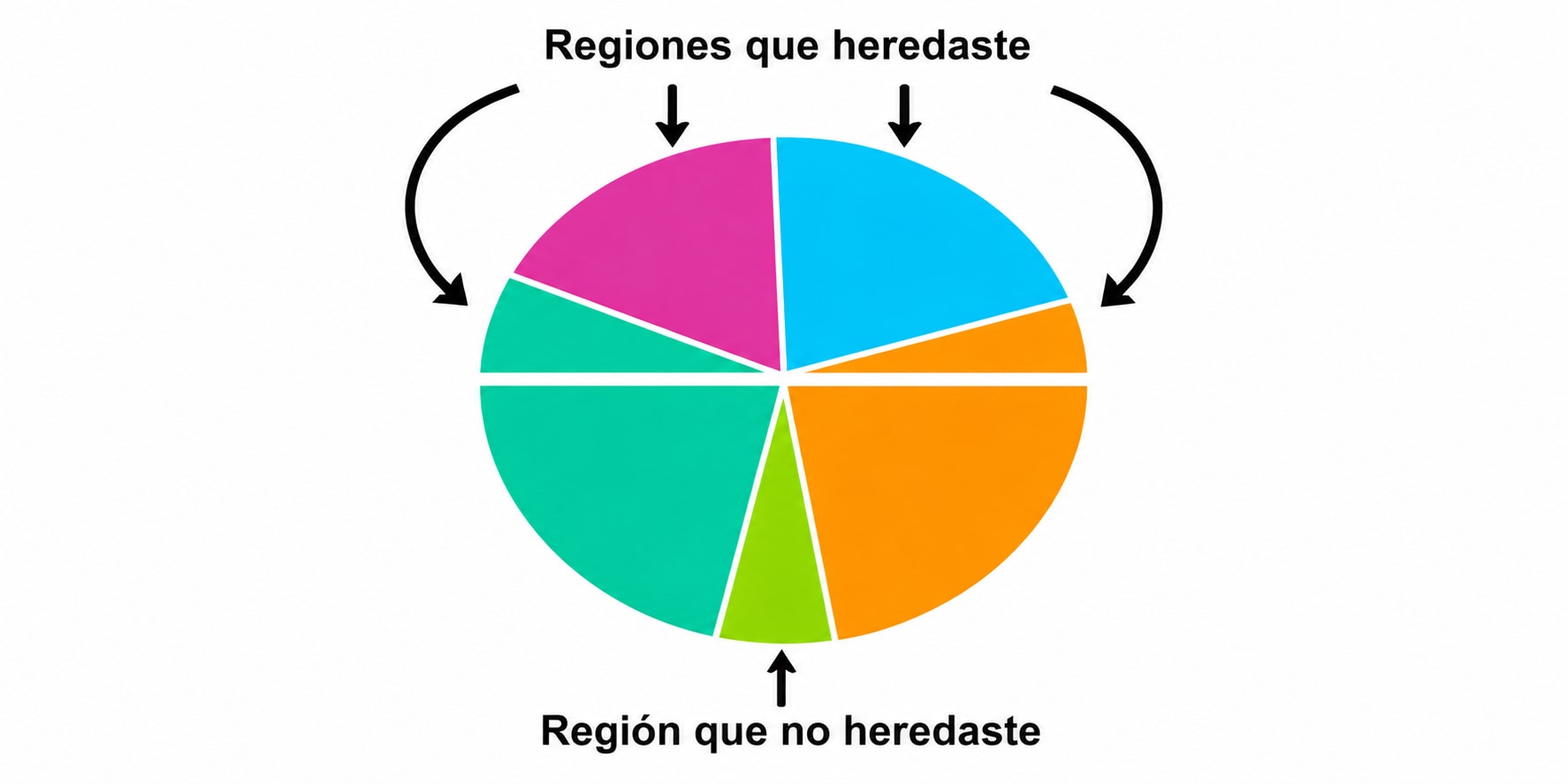 Diagrama que muestra que heredas algunas regiones ancestrales de uno de tus padres y que hay otras que no heredas.