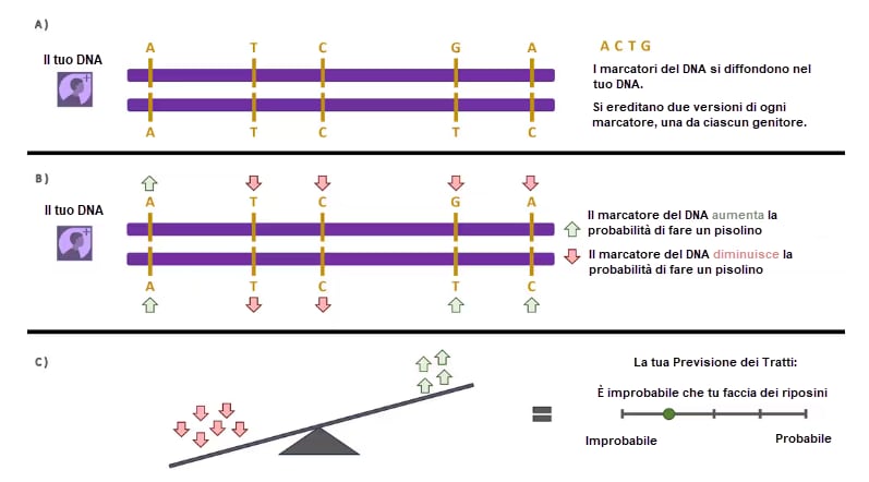Figura 1. Questa illustrazione mostra in che modo AncestryDNA prevede i tuoi tratti utilizzando numerosi marcatori del DNA. A) Le due barre parallele viola del DNA mostrano le sequenze delle lettere dei marcatori del DNA (A, C, T e G) indicanti le quattro basi di nucleotidi del tuo DNA (adenina, citosina, timina e guanina). La riga superiore e quella inferiore rappresentano le due versioni di ciascun marcatore che erediti da ciascun genitore. B) Le stesse barre del DNA ora mostrano delle frecce rosse e verdi in corrispondenza di ciascuna lettera. Le frecce verdi indicano le versioni dei marcatori del DNA che aumentano la probabilità di possedere il tratto, mentre le frecce rosse contrassegnano le versioni che riducono la probabilità. C) Una bilancia, costituita da un asse su un fulcro, visualizza in che modo l’effetto combinato di tutte le versioni dei marcatori influisce sul livello previsto del tratto. Le frecce verdi fanno pendere la bilancia verso una “maggiore probabilità” mentre quelle rosse la fanno pendere verso una “minore probabilità”. La barra di previsione orizzontale a destra mostra la posizione del tuo punteggio su una scala di probabilità che va da “improbabile” a “probabile”.
