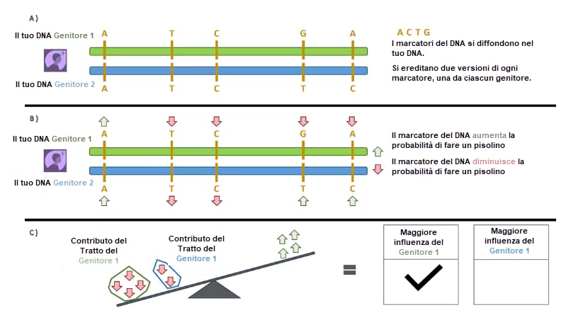 Figura 3. L’illustrazione mostra in che modo AncestryDNA separa il tuo DNA nelle metà ereditate da ciascun genitore e determina quale dei due ha avuto una maggiore influenza. A) Sono mostrate due barre del DNA orizzontali, divise a metà. La barra superiore verde rappresenta il DNA ereditato dal genitore 1, quella inferiore blu rappresenta il DNA ereditato dal genitore 2. Lungo le due barre sono segnate le lettere dei marcatori del DNA (A, T, C e G) nelle relative posizioni, mostrando le versioni che provengono da ciascun genitore. B) Le stesse barre del DNA sono di nuovo visualizzate con frecce rosse e verdi in corrispondenza di ciascun marcatore. Le frecce verdi indicano le versioni dei marcatori del DNA che aumentano la probabilità del tratto, mentre le frecce rosse indicano le versioni che la riducono. Mostra in che modo i marcatori ereditati da ciascun genitore influiscono sul tratto. C) Una bilancia, costituita da un asse su un fulcro, confronta il contributo complessivo del genitore 1 e del genitore 2. Poiché il lato del genitore 1 ha un numero maggiore di frecce rosse, la bilancia pende maggiormente sul loro lato. Sulla destra è selezionata la casella relativa a una “maggiore influenza del genitore 1”, mostrando che il genitore 1 ha un impatto più forte sul tratto previsto.