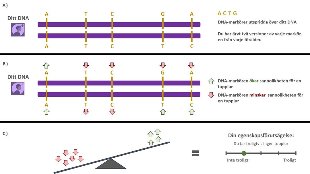 Figur 1. Bilden visar hur AncestryDNA förutsäger dina egenskaper med hjälp av DNA-markörer. A) Två parallella lila DNA-staplar visar sekvenser av DNA-markörbokstäver - A, C, T och G, vilka representerar de fyra nukleotidbaserna i ditt DNA (adenin, cytosin, timin och guanin). Den övre och undre raden visar de två versioner av varje markör som du ärver, en från varje förälder. B) Samma DNA-staplar visas igen, den här gången med röda och gröna pilar ovanför respektive bokstav. Gröna pilar markerar versioner av en DNA-markör som ökar sannolikheten för egenskapen och röda pilar markerar versioner som minskar sannolikheten. C) En balansskala visar hur den kombinerade effekten av alla markörversioner påverkar din förväntade egenskapsnivå. Gröna pilar visar att det väger över mot ”mer sannolikt” och röda pilar mot ”mindre sannolikt“. Till höger visar en vågrät förväntningsstapel hur din sannolikhetspoäng faller mellan ”Ej sannolik” och ”Sannolik”.