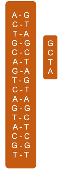 string of DNA with a match
