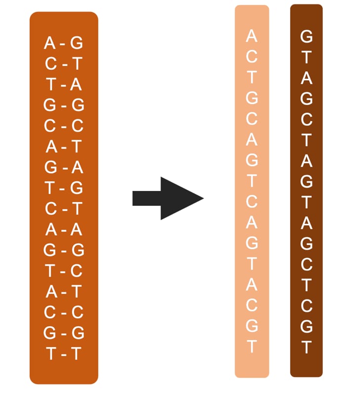 DNA broken out into its two halves