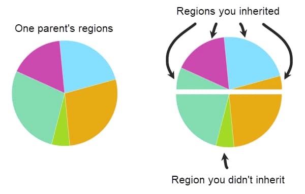 you inherit half of each parent's DNA